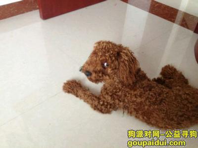 潍坊寻狗，东省潍坊市滨海开发区寻狗泰迪狗，它是一只非常可爱的宠物狗狗，希望它早日回家，不要变成流浪狗。