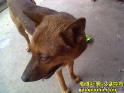 【揭阳找狗】，东省揭阳市普宁市寻狗，它是一只非常可爱的宠物狗狗，希望它早日回家，不要变成流浪狗。