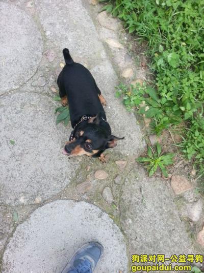北京找狗，京市通州区寻狗易初莲花停车场丢失名叫墨墨黑色迷你杜宾公狗，它是一只非常可爱的宠物狗狗，希望它早日回家，不要变成流浪狗。