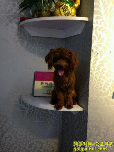 铜仁寻狗启示，州省铜仁市寻狗名叫烫烫棕红色泰迪，它是一只非常可爱的宠物狗狗，希望它早日回家，不要变成流浪狗。
