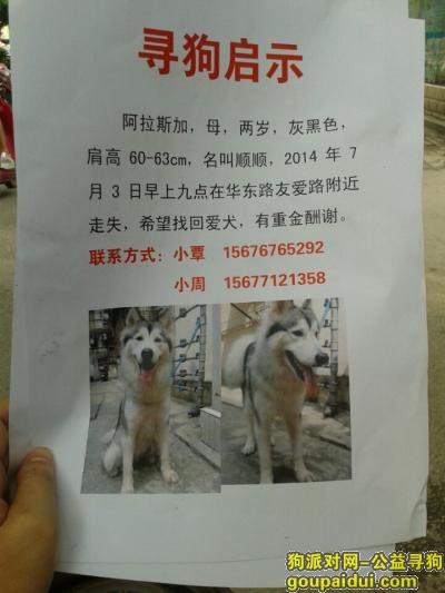 南宁寻狗网，西省南宁市友爱华东路口走丢，它是一只非常可爱的宠物狗狗，希望它早日回家，不要变成流浪狗。