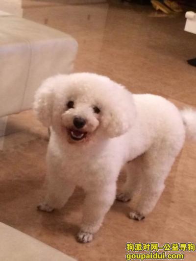 【台州找狗】，江省台州市温岭市寻狗新车站附近丢失3岁白色的比熊公狗，它是一只非常可爱的宠物狗狗，希望它早日回家，不要变成流浪狗。