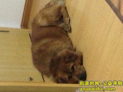 苏省南通市通州区北山花苑寻狗。在五甲福利村八组丢失名叫贝贝，它是一只非常可爱的宠物狗狗，希望它早日回家，不要变成流浪狗。