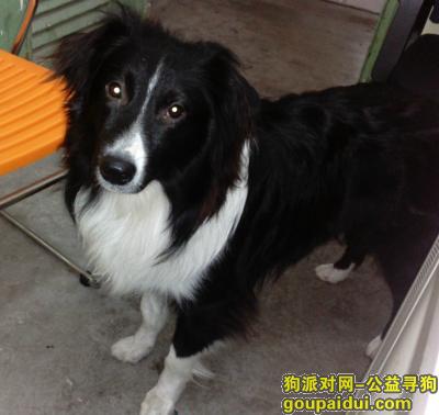 【上海找狗】，急需帮助，它是一只非常可爱的宠物狗狗，希望它早日回家，不要变成流浪狗。