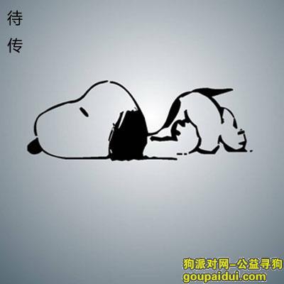 【武汉找狗】，北省武汉市寻狗工农路联农路这附近名叫叫圆圆，它是一只非常可爱的宠物狗狗，希望它早日回家，不要变成流浪狗。