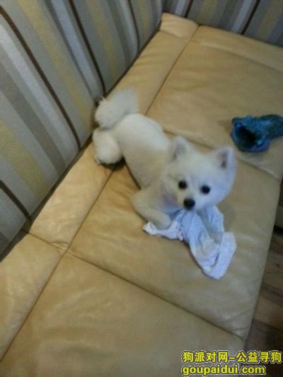 【晋中找狗】，西省介休市棚户区D区丢失白色博美名叫豆豆两岁，它是一只非常可爱的宠物狗狗，希望它早日回家，不要变成流浪狗。