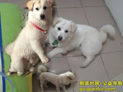 【盐城找狗】，苏省盐城市寻狗印汽新村附近丢失名叫小布丁，它是一只非常可爱的宠物狗狗，希望它早日回家，不要变成流浪狗。