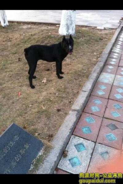 天台西站7月18日晚上七八点钟走失，它是一只非常可爱的宠物狗狗，希望它早日回家，不要变成流浪狗。
