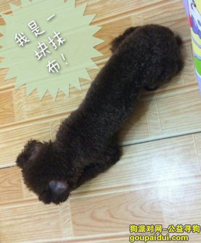 上海丢狗，海市黄浦区寻狗深棕褐色迷你贵宾犬名叫贝贝，它是一只非常可爱的宠物狗狗，希望它早日回家，不要变成流浪狗。