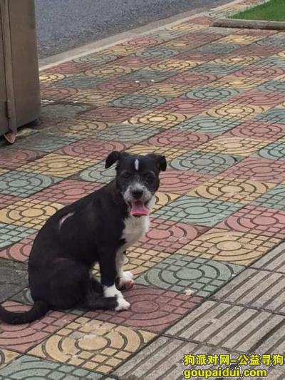 【上海找狗】，海市浦东新区寻狗广兰路兰沁苑小区丢失名apple，它是一只非常可爱的宠物狗狗，希望它早日回家，不要变成流浪狗。