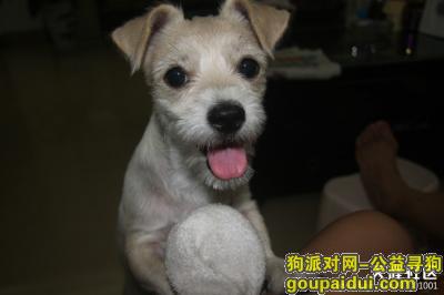 寻东门走失狗狗，它是一只非常可爱的宠物狗狗，希望它早日回家，不要变成流浪狗。