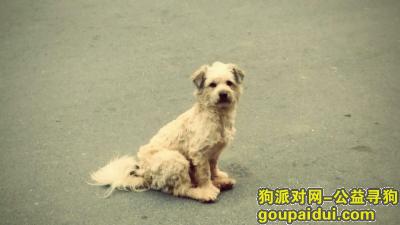 杭州寻狗启示，江省杭州市笕桥五金城大世界内走失叫灰灰，它是一只非常可爱的宠物狗狗，希望它早日回家，不要变成流浪狗。