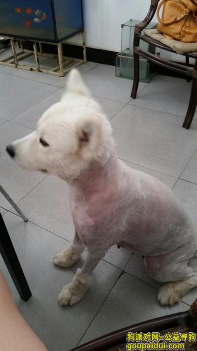 【北京找狗】，京门头沟丁家滩村附近~~白色萨摩~，它是一只非常可爱的宠物狗狗，希望它早日回家，不要变成流浪狗。