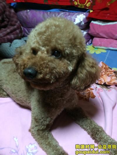 上海找狗，海浦东新区上南四村泰迪-uki，它是一只非常可爱的宠物狗狗，希望它早日回家，不要变成流浪狗。