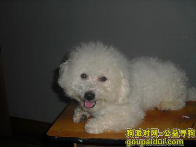 失比熊狗狗，知情联系QQ125375866，它是一只非常可爱的宠物狗狗，希望它早日回家，不要变成流浪狗。