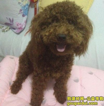 原 兴华北小区 丢失一只咖啡色泰迪 酬谢6000，它是一只非常可爱的宠物狗狗，希望它早日回家，不要变成流浪狗。