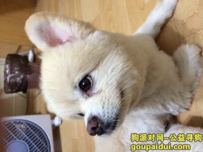 海闵行凤庆路安宁路剑桥丽苑小区附近一只白色博美，它是一只非常可爱的宠物狗狗，希望它早日回家，不要变成流浪狗。