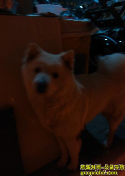 仁五环印刷厂附近发现 一只丢失的白色萨摩耶，它是一只非常可爱的宠物狗狗，希望它早日回家，不要变成流浪狗。