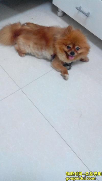 捡到博美犬，西省南昌市西湖区，它是一只非常可爱的宠物狗狗，希望它早日回家，不要变成流浪狗。