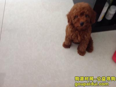 【岳阳找狗】，南省岳阳市华容县长城宾馆丢失爱犬，泰迪名叫憨憨，它是一只非常可爱的宠物狗狗，希望它早日回家，不要变成流浪狗。