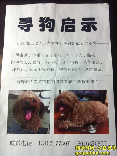 上海找狗，海徐汇区百色路汇成五村7.24晚走失泰迪，它是一只非常可爱的宠物狗狗，希望它早日回家，不要变成流浪狗。