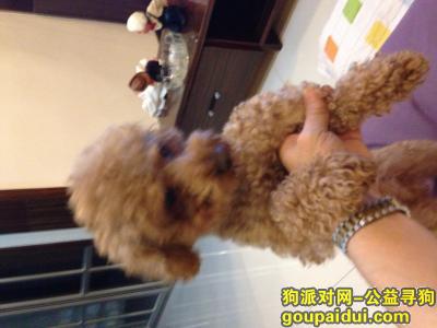阳市皇姑区皇姑屯火车站到鑫丰华凯附近走失一条棕色泰迪，它是一只非常可爱的宠物狗狗，希望它早日回家，不要变成流浪狗。