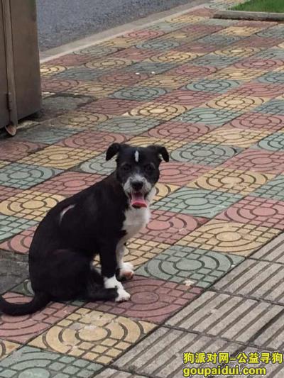 上海寻狗启示，上海张江广兰路紫薇路申江路附近走失，背部有一块月牙形疤痕，它是一只非常可爱的宠物狗狗，希望它早日回家，不要变成流浪狗。