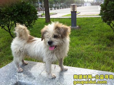 石家庄寻狗启示，家庄钻石广场看到一只流浪的狗狗，它是一只非常可爱的宠物狗狗，希望它早日回家，不要变成流浪狗。