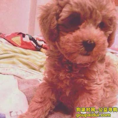 【北京找狗】，京市寻狗泰迪小母狗香槟色脖子上戴着粉色项圈并系着小铃铛，它是一只非常可爱的宠物狗狗，希望它早日回家，不要变成流浪狗。