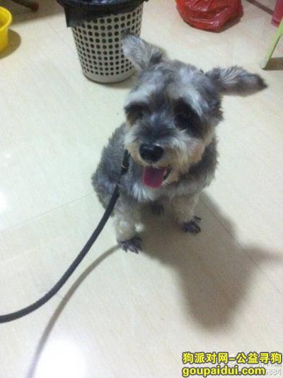 东省揭阳市榕城区同心路附近丢失一只迷你雪纳瑞，名叫瑞瑞。，它是一只非常可爱的宠物狗狗，希望它早日回家，不要变成流浪狗。