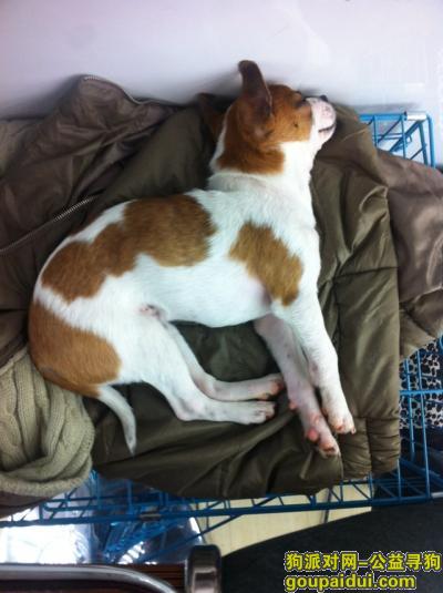 【金华找狗】，江省金华市义务市地下商城丢失名叫可乐，它是一只非常可爱的宠物狗狗，希望它早日回家，不要变成流浪狗。