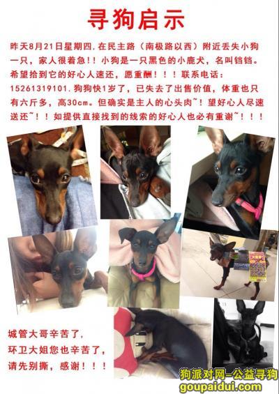 【连云港找狗】，苏连云港新浦区丢失黑色鹿犬一只重金酬谢，它是一只非常可爱的宠物狗狗，希望它早日回家，不要变成流浪狗。