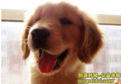【青岛找狗】，幼犬金毛吃什么狗粮好，它是一只非常可爱的宠物狗狗，希望它早日回家，不要变成流浪狗。