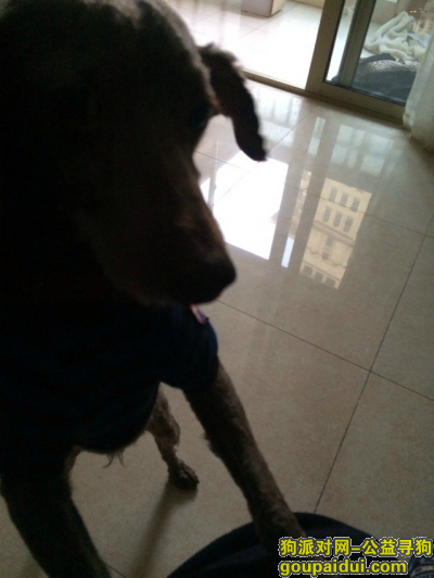 4年8月24号上海闵行区君莲A块丢了一只刚剃光毛的不纯种的贵宾弟弟，它是一只非常可爱的宠物狗狗，希望它早日回家，不要变成流浪狗。