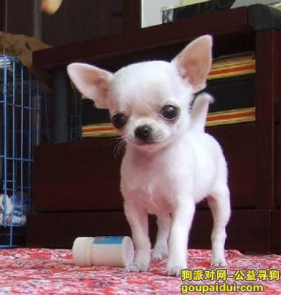 【青岛找狗】，幼犬吉娃娃吃什么狗粮好，它是一只非常可爱的宠物狗狗，希望它早日回家，不要变成流浪狗。