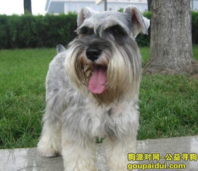 【青岛找狗】，成犬雪纳瑞吃什么狗粮好，它是一只非常可爱的宠物狗狗，希望它早日回家，不要变成流浪狗。