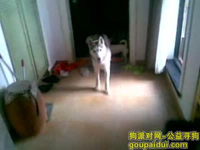 【青岛找狗】，哈士奇狗链，它是一只非常可爱的宠物狗狗，希望它早日回家，不要变成流浪狗。