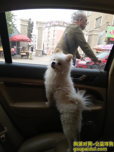 蒙古呼和浩特市回民区建筑西巷白色小博美丢失，它是一只非常可爱的宠物狗狗，希望它早日回家，不要变成流浪狗。