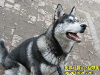 【青岛找狗】，哈士奇喂什么狗粮好，它是一只非常可爱的宠物狗狗，希望它早日回家，不要变成流浪狗。
