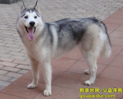 【青岛找狗】，哈士奇吃什么好，它是一只非常可爱的宠物狗狗，希望它早日回家，不要变成流浪狗。