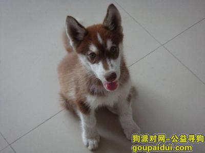 【青岛找狗】，哈士奇怎么看纯不纯，它是一只非常可爱的宠物狗狗，希望它早日回家，不要变成流浪狗。