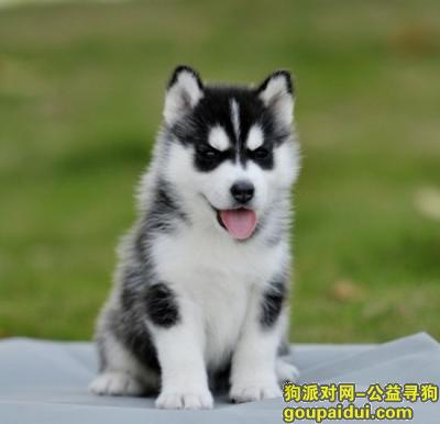 【青岛找狗】，哈士奇幼犬如何训练，它是一只非常可爱的宠物狗狗，希望它早日回家，不要变成流浪狗。