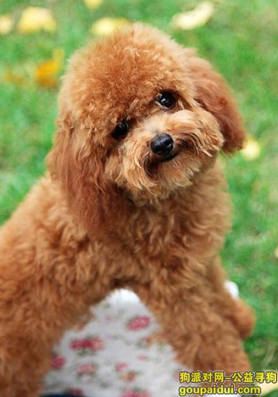 【青岛找狗】，训练哈士奇大小便，它是一只非常可爱的宠物狗狗，希望它早日回家，不要变成流浪狗。