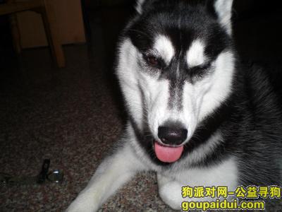 【青岛找狗】，哈士奇平时吃什么，它是一只非常可爱的宠物狗狗，希望它早日回家，不要变成流浪狗。