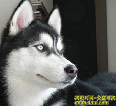 【青岛找狗】，小哈士奇吃什么，它是一只非常可爱的宠物狗狗，希望它早日回家，不要变成流浪狗。