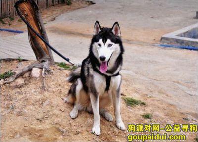 【青岛找狗】，哈士奇如何训练，它是一只非常可爱的宠物狗狗，希望它早日回家，不要变成流浪狗。