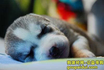 【青岛找狗】，哈士奇喂养方法，它是一只非常可爱的宠物狗狗，希望它早日回家，不要变成流浪狗。