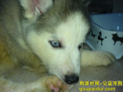 【青岛找狗】，哈士奇幼犬挑选，它是一只非常可爱的宠物狗狗，希望它早日回家，不要变成流浪狗。