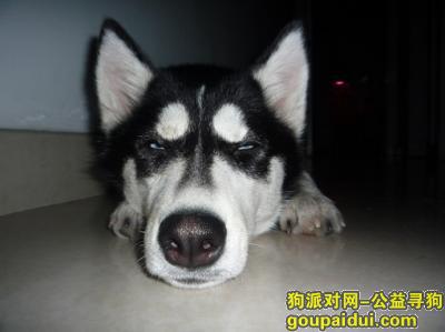 【青岛找狗】，成犬哈士奇吃什么狗粮好，它是一只非常可爱的宠物狗狗，希望它早日回家，不要变成流浪狗。