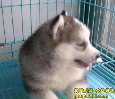 【青岛找狗】，幼犬哈士奇吃什么狗粮好，它是一只非常可爱的宠物狗狗，希望它早日回家，不要变成流浪狗。